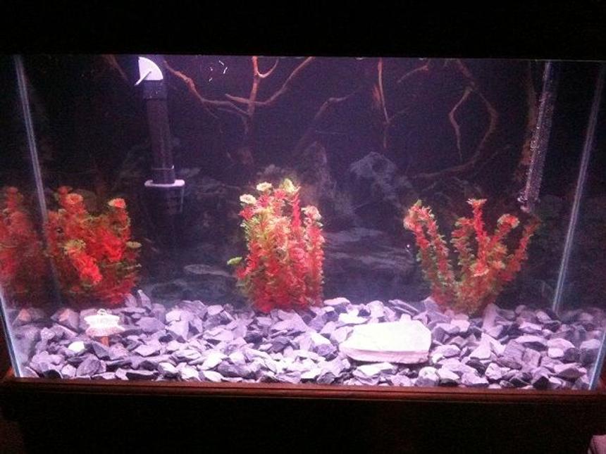 Rated #383: 60 Gallons Freshwater Fish Tank - Main fish tank