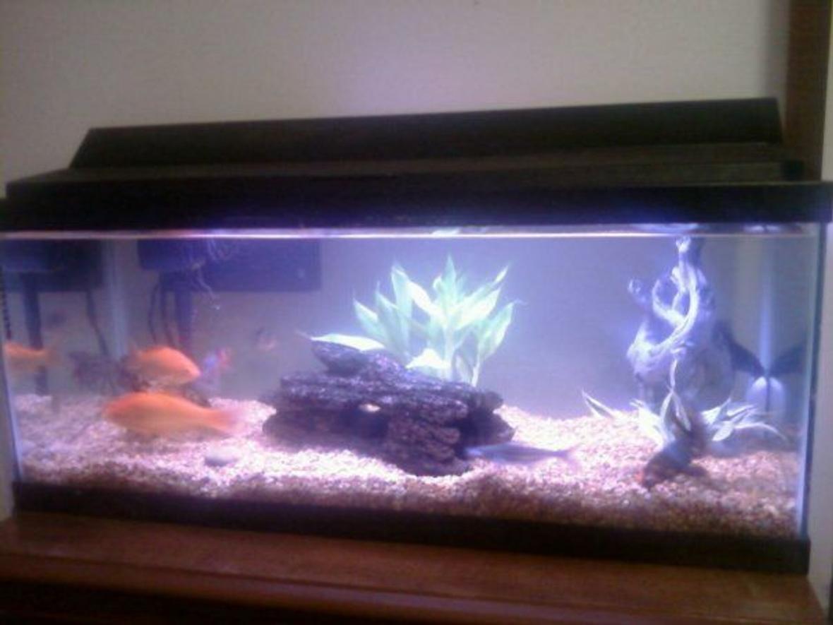 20 gallons planted tank (mostly live plants and fish) - Better pic to come soon...