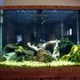 110 gallons freshwater fish tank (mostly fish and non-living decorations) - 110 GALLON TANK