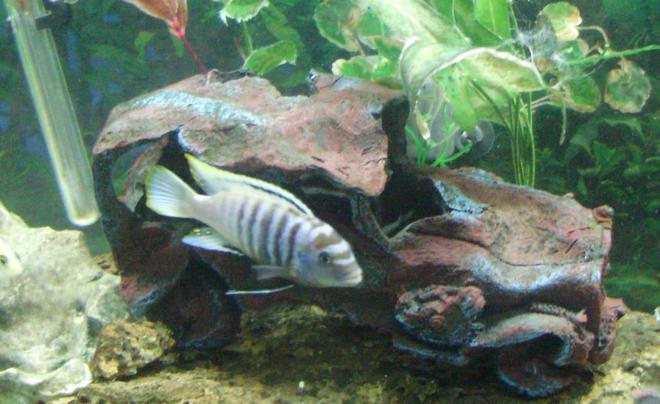 freshwater fish - pseudotropheus saulosi - saulos's mbuna stocking in 70 gallons tank - yellow tip named bubbles 6 inches