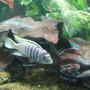 freshwater fish - pseudotropheus saulosi - saulos's mbuna stocking in 70 gallons tank - yellow tip named bubbles 6 inches