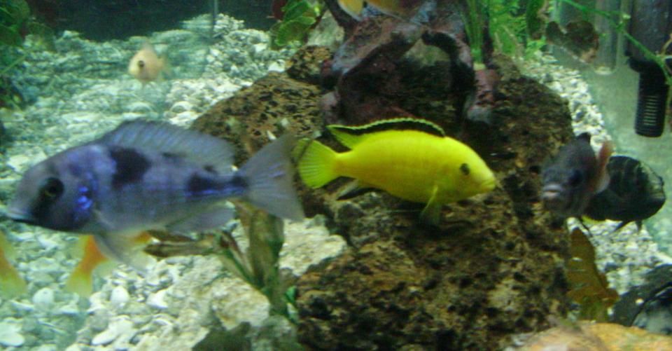 freshwater fish - labidochromis caeruleus - electric yellow cichlid stocking in 70 gallons tank - yellow lab named stripe and friends