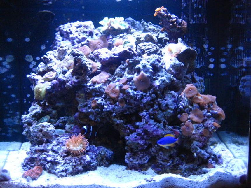 Rated #815: 24 Gallons Reef Tank - My nano 24 gallon gem!!! 50lbs of live rock ricordea mushrooms, green leather coral, brown polyps, different kind of mushrooms, chili coral, and last its an acan coral!!Just 2 fish maroon clown that ive had for about 4 years now with his love the rose bulb anemone and a fiji damsel, the rest are hermit crabs a beautiful indian starfish and a sea urchin.