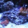 corals inverts - entacmaea quadricolor - rose bulb anemone stocking in 24 gallons tank - My acan and rose bulb anemone with his partner the maroon clown fish.