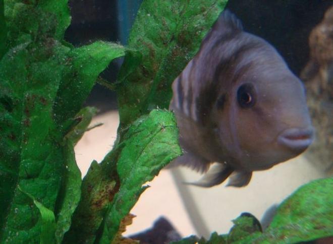 freshwater fish - archocentrus nigrofasciatus - black convict cichlid stocking in 114 gallons tank - 1 of my african convicts