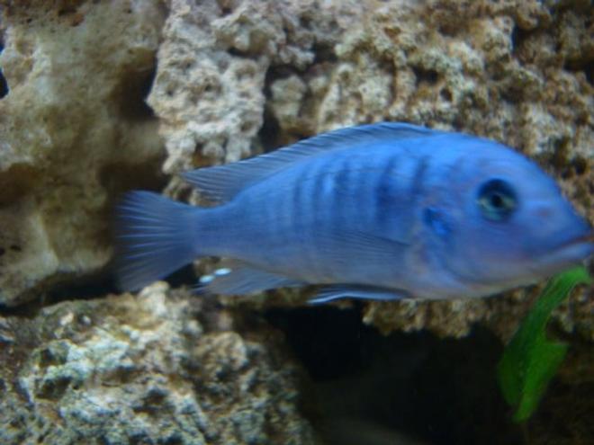 freshwater fish - metriaclima callainos - cobalt blue zebra cichlid stocking in 114 gallons tank - blue malawi