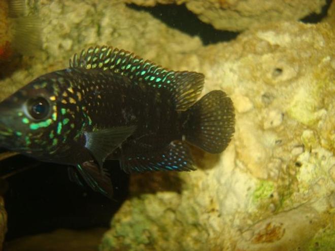 freshwater fish - nandopsis octofasciatum - jack dempsey stocking in 114 gallons tank - 1 of my jack demps