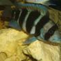 freshwater fish - cyphotilapia frontosa - frontosa cichlid stocking in 114 gallons tank - 1 of my frontosa's