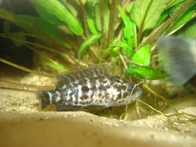 freshwater fish - parachromis managuensis - jaguar cichlid stocking in 114 gallons tank - 1 of my jaguar cichlids