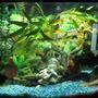 55 gallons freshwater fish tank (mostly fish and non-living decorations) - My Eco :P