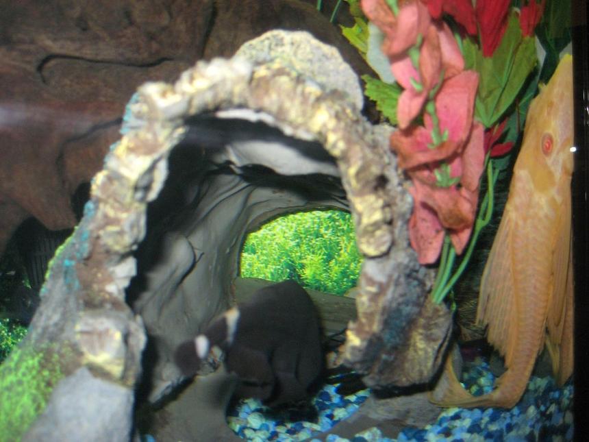 Rated #135: Freshwater Fish - Notopterus Chitala - Clown Knife Fish Stocking In 55 Gallons Tank - My knife fish is too shy to show me his face, but on the other hand, my albino pleco is always peeping me out...