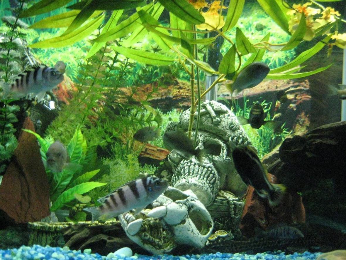 fish tank picture - Another shot of my eco...use the magnifier to see if you can count how may fish are peeking. ;P