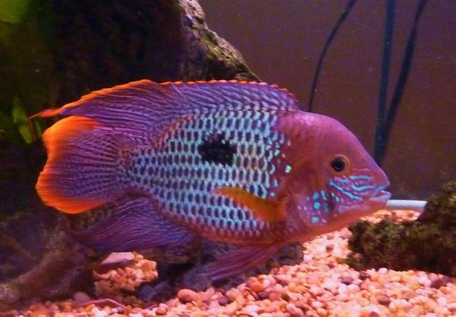 freshwater fish - aequidens rivulatus - green terror stocking in 90 gallons tank - 8 inch green terror with great colouring and finnage in a 90g