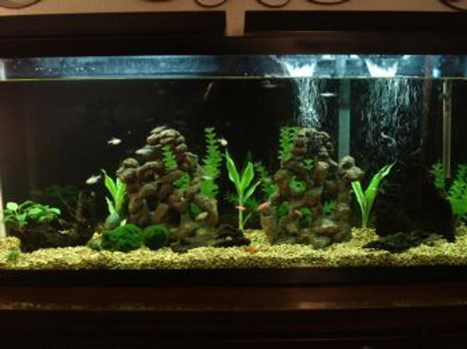 55 gallons freshwater fish tank (mostly fish and non-living decorations) - This is my 55 gallon tank.   I'm still fairly new to the hobby.