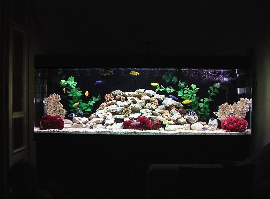 Rated #18: 100 Gallons Freshwater Fish Tank - New rock design for my African Cichlid tank.