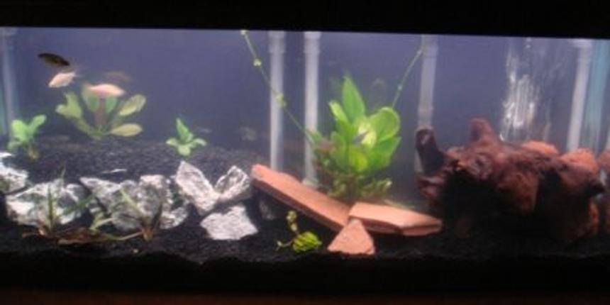 Rated #218: 55 Gallons Planted Tank - 2 level tank with live plants, please leave me comments on your thoughts for advice