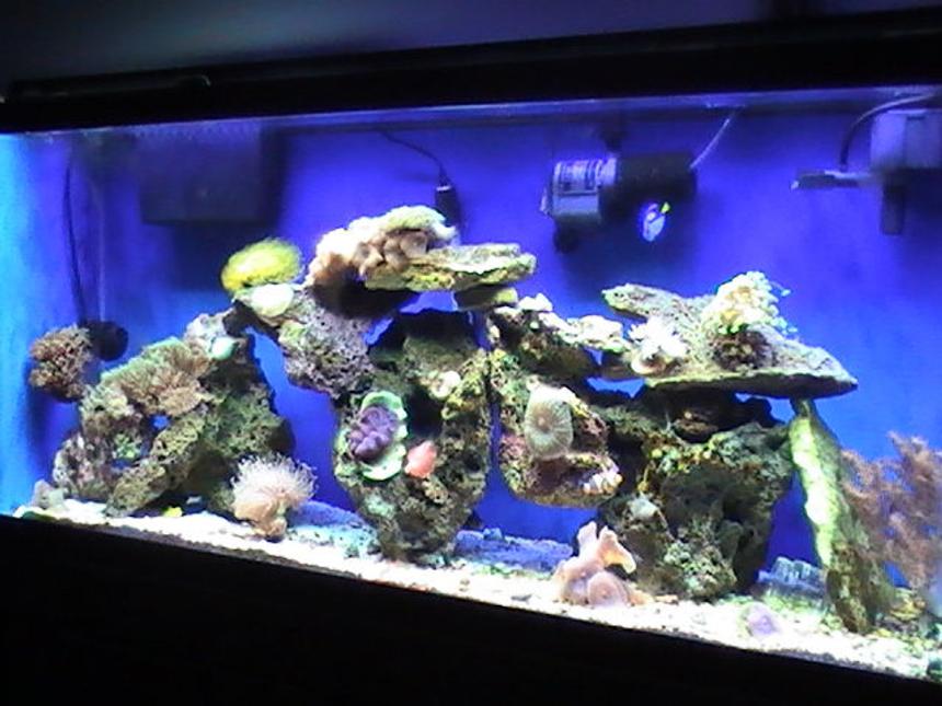 Rated #99: 55 Gallons Reef Tank - Full View 55