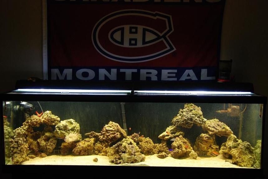 Rated #17: 125 Gallons Saltwater Fish Tank - First official saltwater aquarium(125 Gallons)!  had a 10 gallo before but that doesnt count :)...Set up...Eheim 2028 canister filter, Coralife Skimmer, Just 50/50 lighting, 130 pounds of rock roughly, Koralia 4 Power heads..Fish: Yellow tang, Flame angel, Mandarin Dragonet, Mckosker wrasse, Damsels. Clownfish, Sleeper goby, snails+crabs+shrimp, firefish and some starfish. Metal halides coming soon :)!