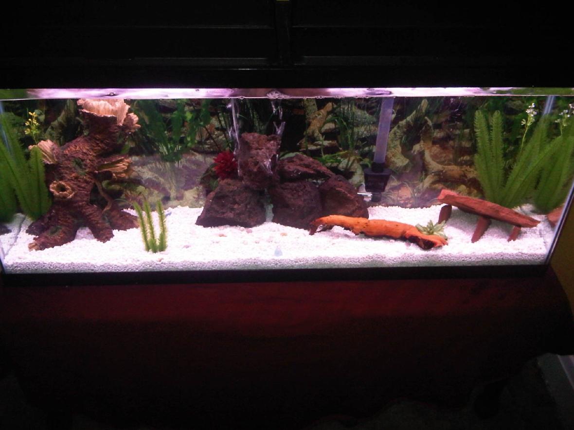 fish tank picture - This is, for the most part, my final product. I will probably end up putting in a few more hiding spots and install the new LED bubble wand but other than that, I think she looks good.