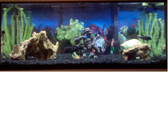 75 gallons freshwater fish tank (mostly fish and non-living decorations) - up close