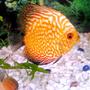 freshwater fish - red map discus stocking in 20 gallons tank - See my redmap