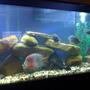 75 gallons freshwater fish tank (mostly fish and non-living decorations) - Main Pic