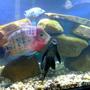 freshwater fish - cichlasoma synspilum - redheaded cichlid stocking in 75 gallons tank - pic