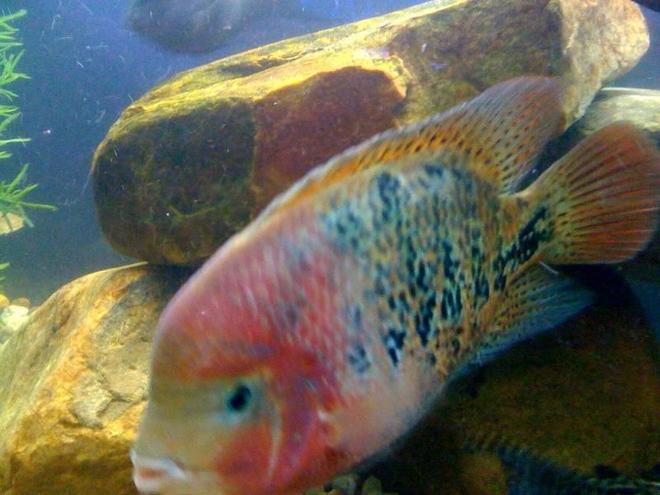 freshwater fish - cichlasoma synspilum - redheaded cichlid stocking in 75 gallons tank - synspilum