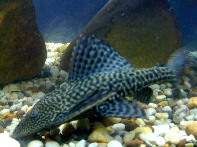 freshwater fish - glyptoperichthys gibbiceps - sailfin pleco (l-83) stocking in 75 gallons tank - pleco