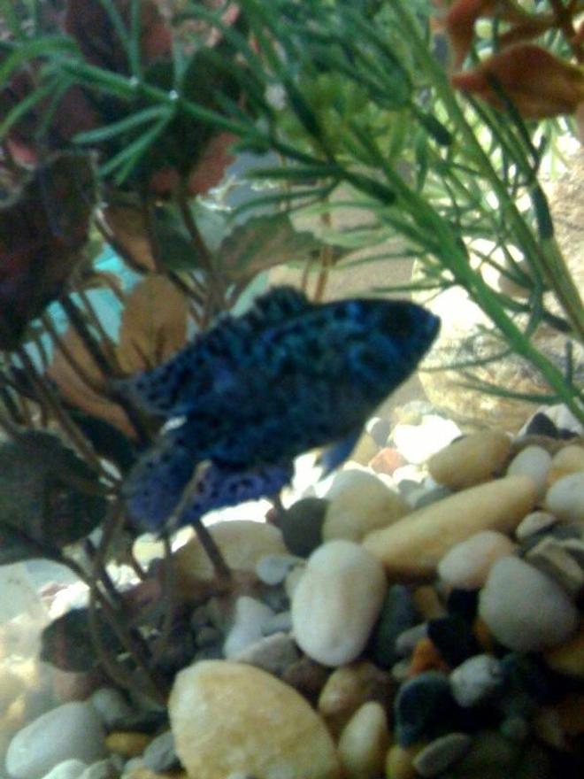 freshwater fish - nandopsis octofasciatum - electric blue jack dempsey stocking in 75 gallons tank - electric blue jack dempsey
