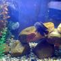 fish tank picture - pic