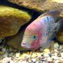freshwater fish - cichlasoma synspilum - redheaded cichlid stocking in 75 gallons tank - synspilum