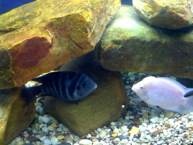 freshwater fish - archocentrus nigrofasciatus - black convict cichlid stocking in 75 gallons tank - Convicts