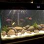 55 gallons freshwater fish tank (mostly fish and non-living decorations) - my 55 gallon Malawi cichlid tank