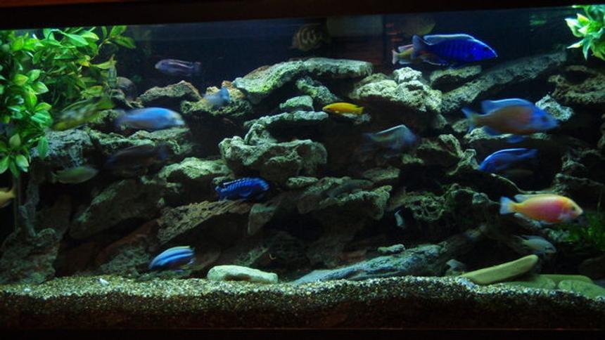 Rated #15: 75 Gallons Freshwater Fish Tank - 75 GAL. BUILT INTO WALL WITH ACCESS IN WALK IN CLOSET AREA. TWO OVER HEAD CAN LIGHTS FOR MAINTENANCE, OVER TOP STRIP LIGHT- MOONLIGHT, 55 GAL SUMP FILTER W. UV STERILIZER AND HEATER BELOW 75 GAL.  UTAH LACE ROCK ON SMALL CRUSHED GRAVEL, FEW PEICES OF CRUSHED CORAL, MY LOCAL TAP IS HARD AND GOOD CICHLID PH.  THE ENTIRE SETUP WAS CUSTOM BUILT AND INSTALLED BY MYSELF AND HOBBYIST FRIEND/PROFESSIONAL. 
ALSO HAVE OLD MAGNUM 350 CANISTER FILTER THAT I USE THE MICRON INSERT AND RUN EVERY SO OFTEN, 20% WATER CHANGE EVERY WEEK.
 
SWITCHED TO 50/50 REEF SUN BULBS AND WISH I DID LONG AGO.  AWESOME COLOR DETAIL.

added a 5.5 gallon refugium/plant tank to the 55 gal sump