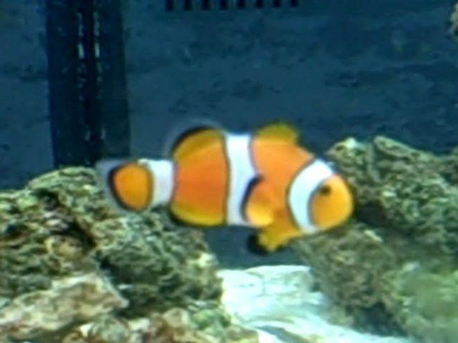 saltwater fish - amphiprion percula - true percula clownfish - clownfish: took my a LONG time to get this.