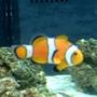saltwater fish - amphiprion percula - true percula clownfish - clownfish: took my a LONG time to get this.