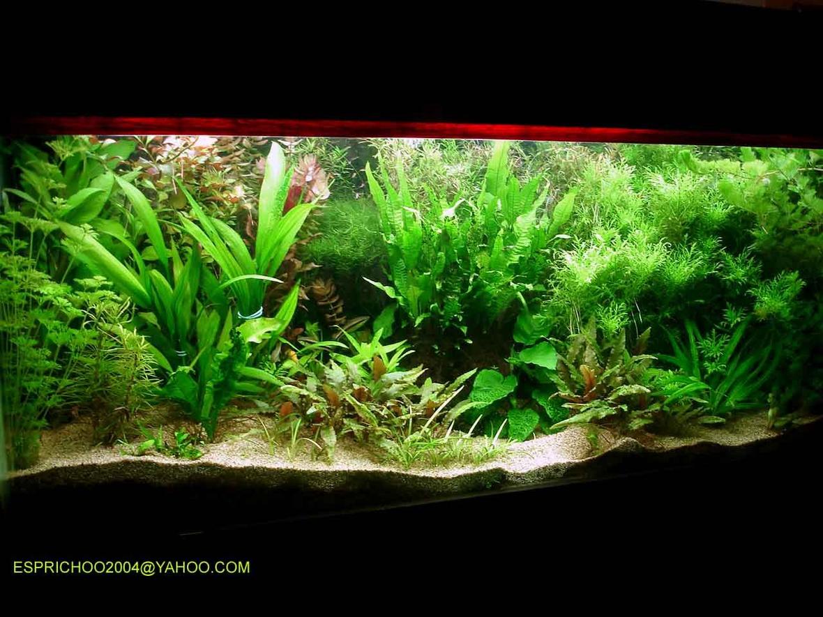 140 gallons planted tank (mostly live plants and fish) - fish paradise