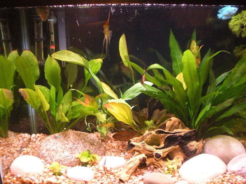 Rated #172: 29 Gallons Planted Tank - My planted community tank.