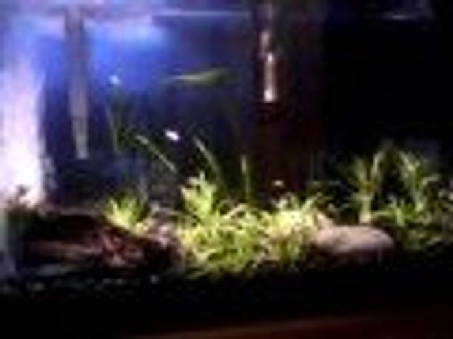 10 gallons planted tank (mostly live plants and fish) - Planted tank with gold tetras