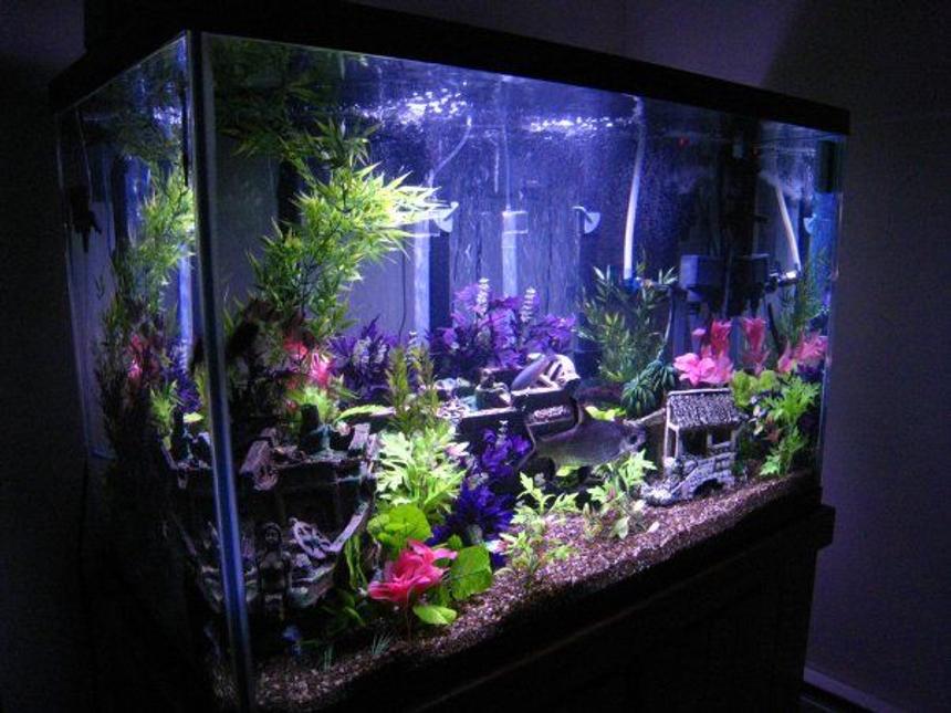 Rated #423: 120 Gallons Freshwater Fish Tank - 120g Tank