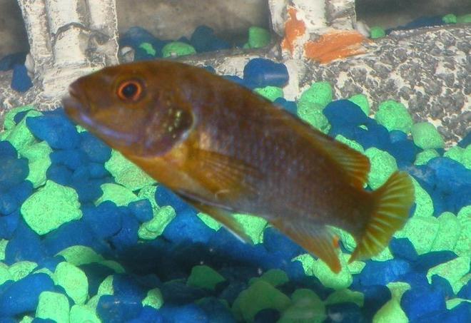 freshwater fish - iodotropheus sprengerae - rusty cichlid stocking in 46 gallons tank - My Rusty Cichlid