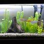 55 gallons freshwater fish tank (mostly fish and non-living decorations) - 55 gallon freshwater aquarium.