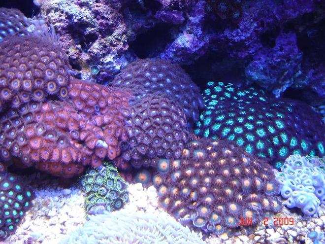 corals inverts - zoanthus sp. - colony polyp stocking in 30 gallons tank - Zoanthus