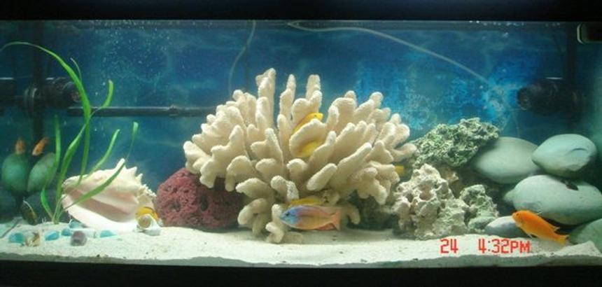 Rated #186: 75 Gallons Freshwater Fish Tank - 75 gallon Cichlids Tank
