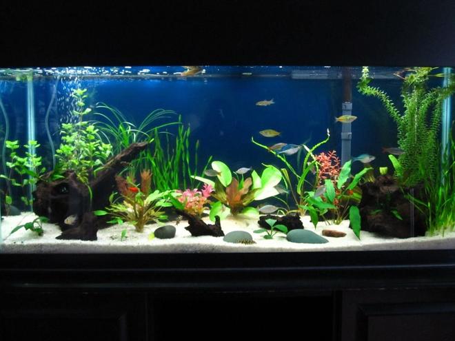55 gallons planted tank (mostly live plants and fish) - 55 gallon with lots of fish, live plants, and some fake ones to give it some color and provide better hiding places for the gouramis.