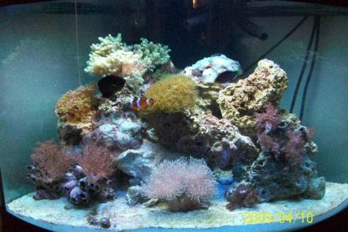 37 gallons reef tank (mostly live coral and fish) - 54 reef