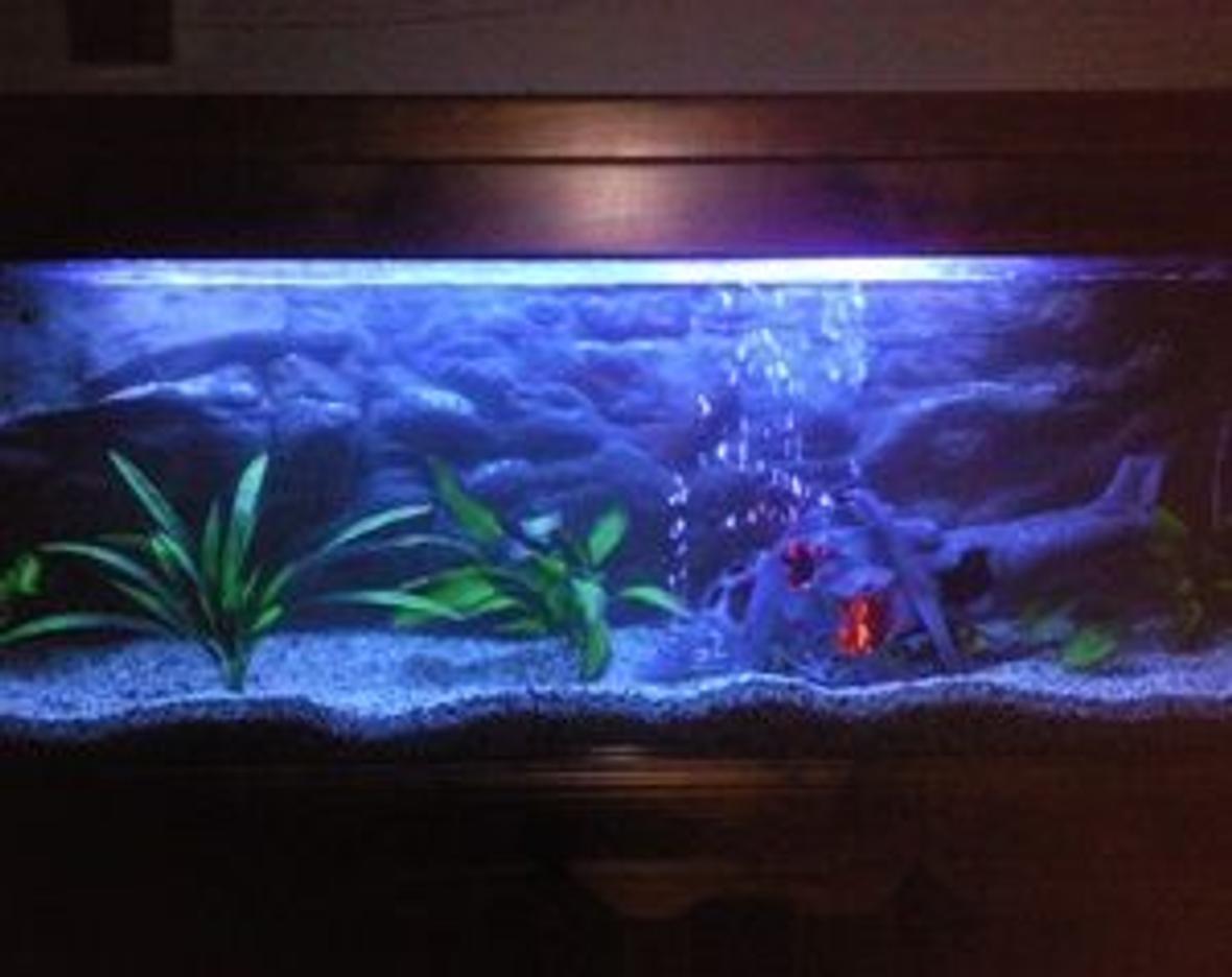 135 gallons freshwater fish tank (mostly fish and non-living decorations) - 6FT tank with oscars, its our first tank, and still a working progress This is not a good pic, will try and get a better one up asap.