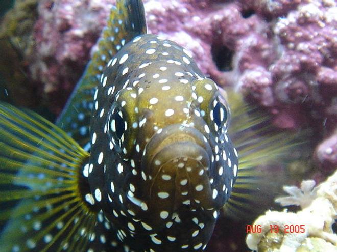 saltwater fish - calloplesiops altivelis - marine betta stocking in 30 gallons tank - marine betta(Calloplesiops altivelis)