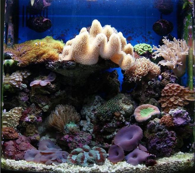 11 gallons reef tank (mostly live coral and fish) - Nano Reef